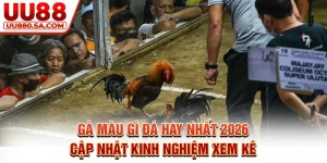 Gà Màu Gì Đá Hay Nhất 2026 - Cập Nhật Kinh Nghiệm Xem Kê