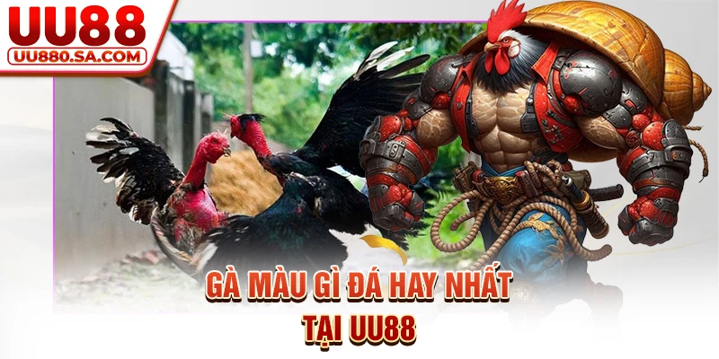 Gà màu gì đá hay nhất tại UU88