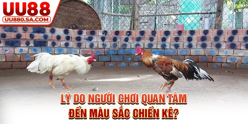 Lý do người chơi quan tâm đến màu sắc chiến kê?