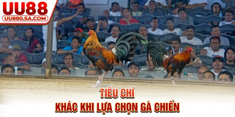 Tiêu chí khác khi lựa chọn gà chiến
