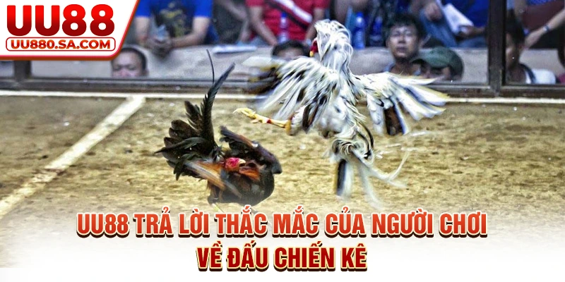 UU88 trả lời thắc mắc của người chơi về đấu chiến kê
