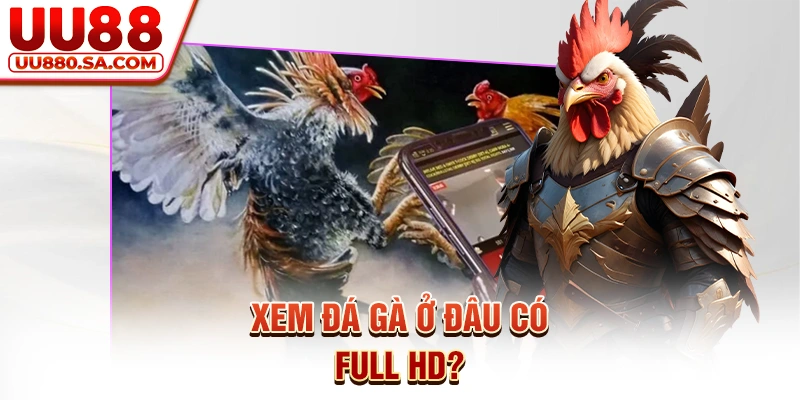 Xem đá gà ở đâu có Full HD?