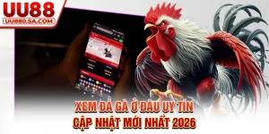 Xem Đá Gà Ở Đâu Uy Tín - Cập Nhật Mới Nhất 2026