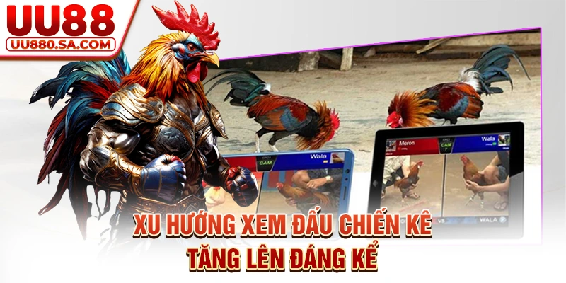 Xu hướng xem đấu chiến kê tăng lên đáng kể